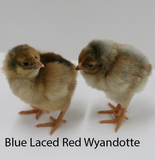 Privett Hatchery Blue Laced Red Wyandotte Chicks