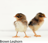 Privett Hatchery Brown Leghorn Chicks