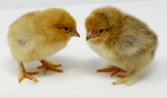 Privett Hatchery Brahma Buff Chicks
