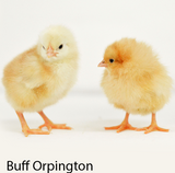 Privett Hatchery Buff Orpington Chicks