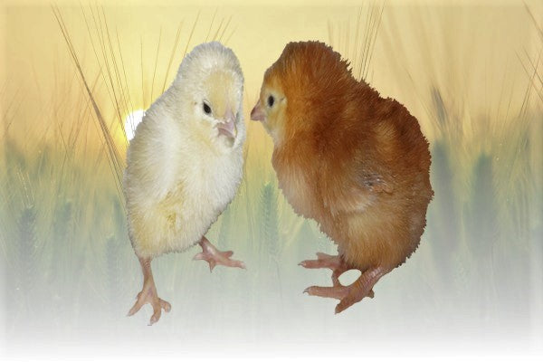 Mogilev metrosida jinsiy aloqa