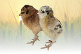 Privett Hatchery Easter Egger Chicks