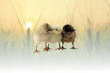Privett Hatchery Assorted Bantams Chicks