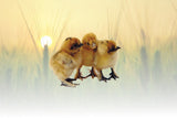 Privett Hatchery Assorted Silkies Chicks