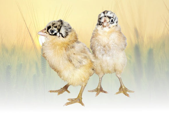 Privett Hatchery Sicilian Buttercup Chicks (Sicilian Buttercup)