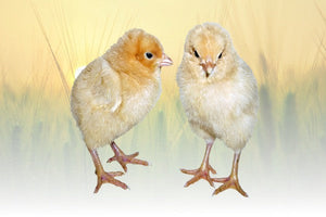 Privett Hatchery Buff Rock Chicks
