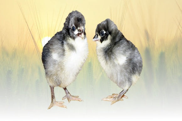 Privett Hatchery Blue Australorp Chicks