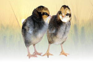 Privett Hatchery Blue Laced Barnevelder Chicks