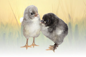 Privett Hatchery Blue Plymoth Rock Chicks