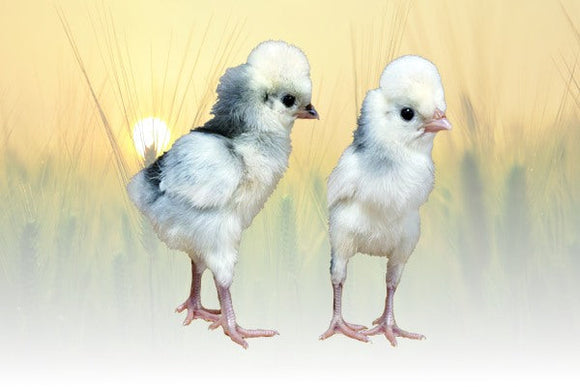 Privett Hatchery Assorted Polish & Crested Chicks