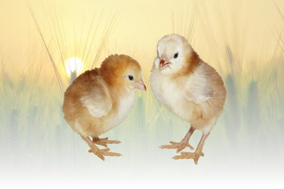 Privett Hatchery Buckeye Chicks (Buckeye)