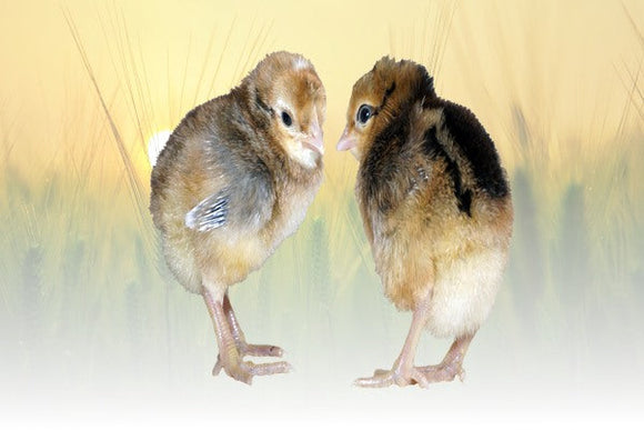 Privett Hatchery Crème Legbar Chicks