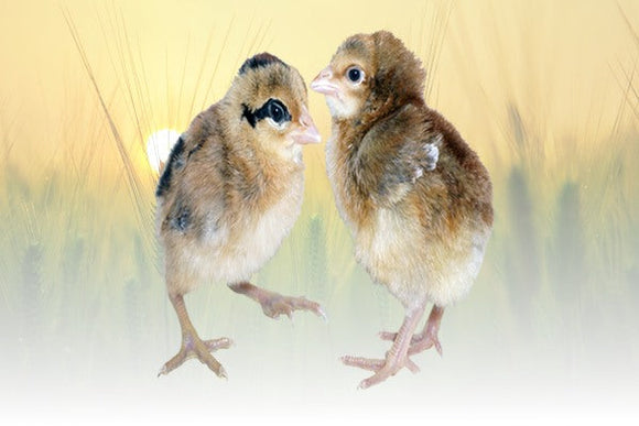 Privett Hatchery Light Brahma Chicks