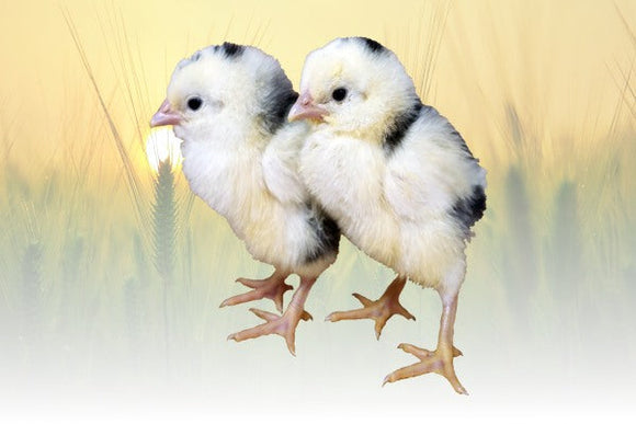 Privett Hatchery Mottled Java Chicks (Mottled Java)
