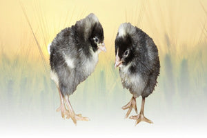 Privett Hatchery Olive Egger Chicks