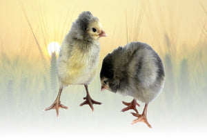 Privett Hatchery Production Blue Chicks