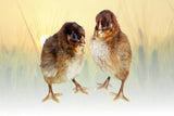 Privett Hatchery Partridge Rock Chicks