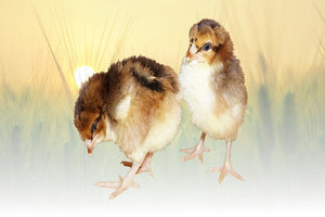 Privett Hatchery Speckled Sussex Chicks