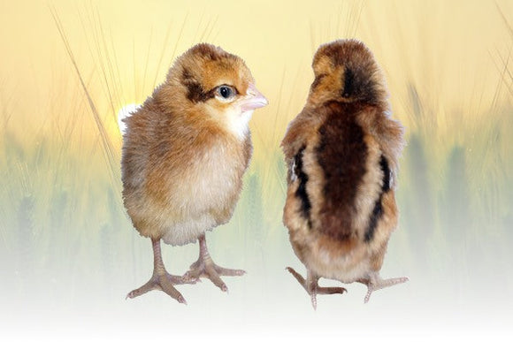Privett Hatchery Welbar Chicks (Welbar)