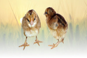 Privett Hatchery Welsummer Chicks