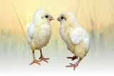 Privett Hatchery White Leghorn Chicks