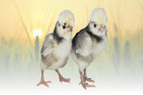 Privett Hatchery Assorted Polish & Crested Chicks