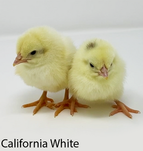 Privett Hatchery Cali Cross White Leghorn Chicks