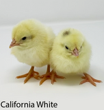 Privett Hatchery Cali Cross White Leghorn Chicks