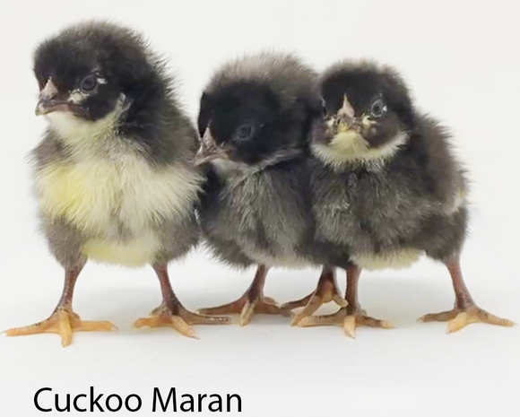 Privett Hatchery Cuckoo Maran Chicks