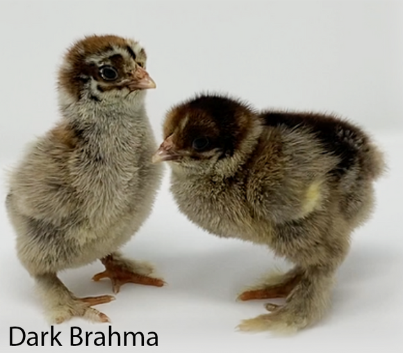 Dark Brahma Chicken - B&G Seed Company Inc.