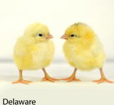 Privett Hatchery Delaware Chicks