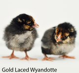 Privett Hatchery Golden Laced Wyandotte Chicks