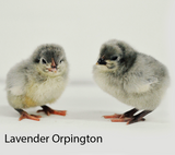 Privett Hatchery Lavender Orpington Chicks