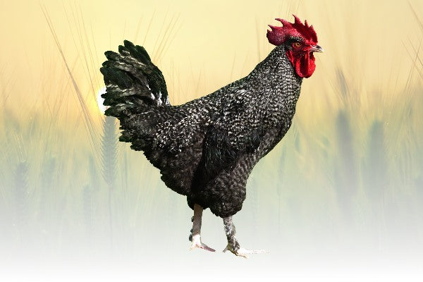 Seks chichen lorica Seks chichen lorica