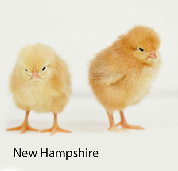 Privett Hatchery New Hampshire Red Chicks