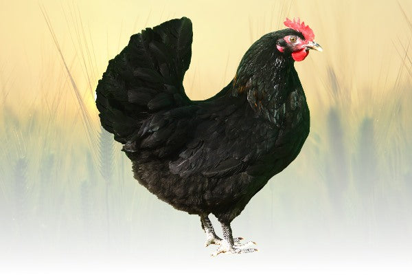 Porno video xxx xnxx xxx