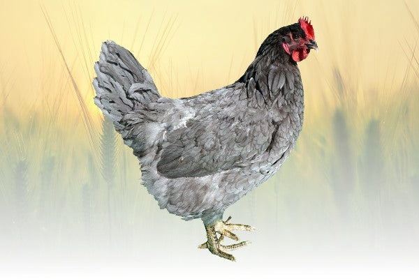 Blue jersey giant chicken on sale