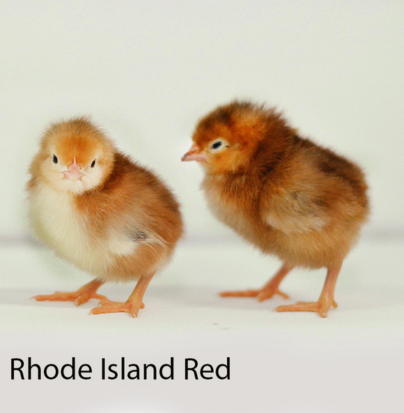 Privett Hatchery Rhode Island Red Chicks
