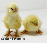 Privett Hatchery Salmon Faverolle Chicks