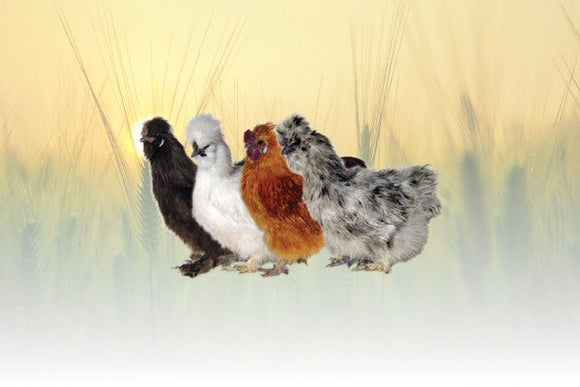 Privett Hatchery Assorted Silkies Chicks