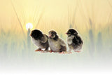 Privett Hatchery Standard Assorted Cochins Chicks